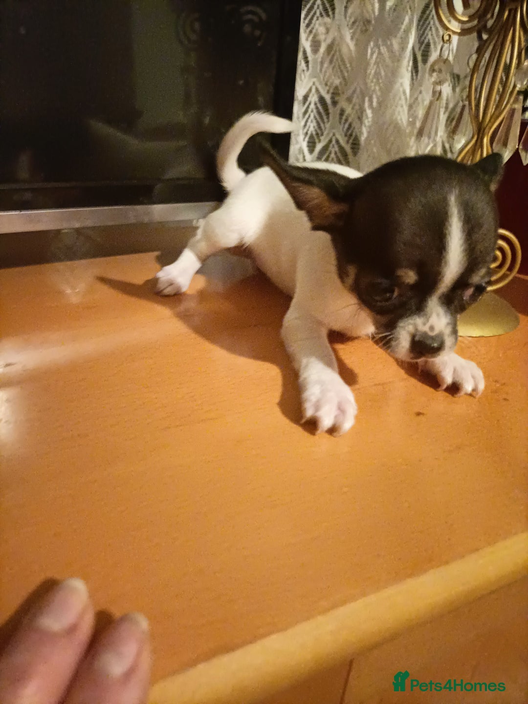 Chihuahua dogs for sale: KC Chihuahua puppies  - Image 22