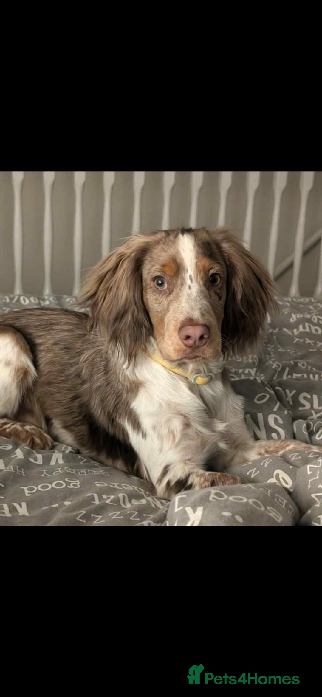 Cocker Spaniel dogs for sale: Cocker Pups  - Advert 5