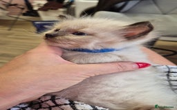 Ragdoll cats for sale: Beautiful Ragdolls Parents health tested 💖 - Image 23