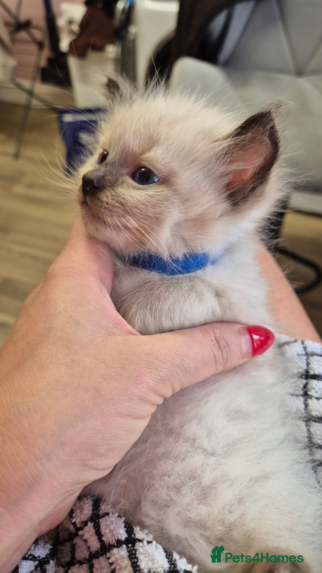 Ragdoll cats for sale: Beautiful Ragdolls Parents health tested 💖 - Image 23