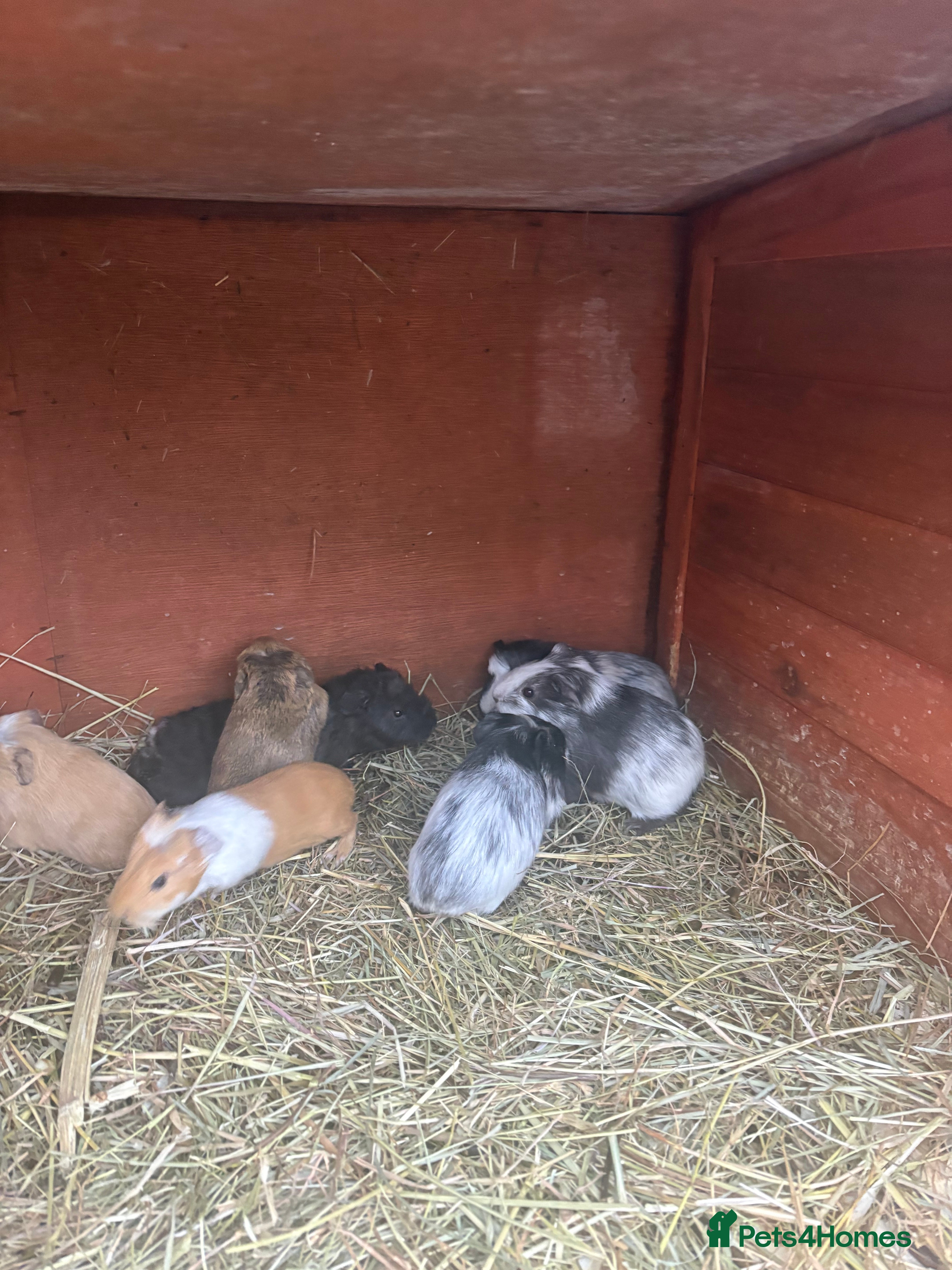Guinea Pig rodents Baby guineapigs short and long haired mixed sex  - Advert 3