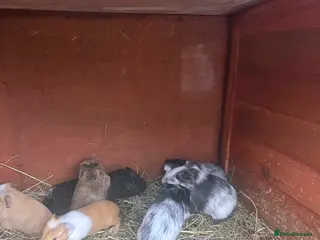 Guinea Pig rodents Baby guineapigs short and long haired mixed sex - Advert 1
