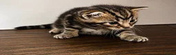 Bengal cats for sale: Bengal Kittens Looking for Their Forever Homes  - Advert 23