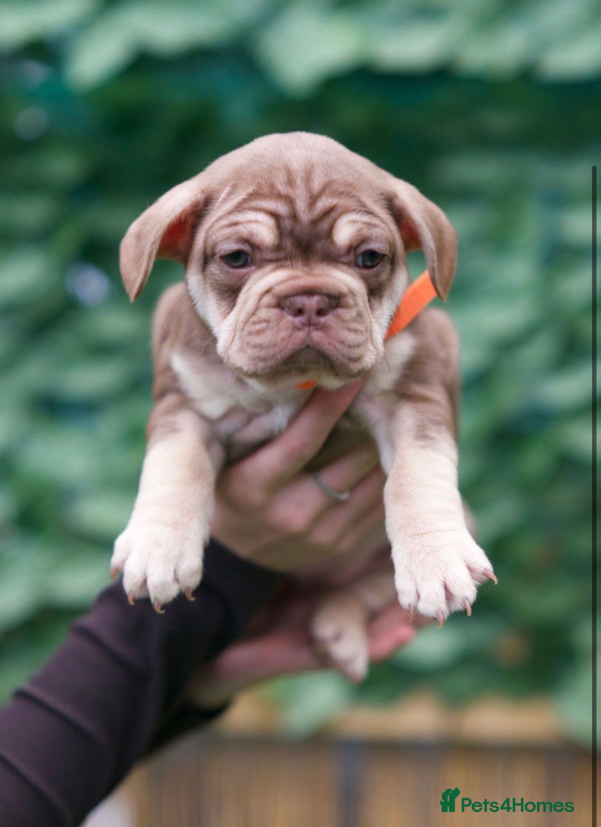 French Bulldog dogs French bulldog puppy  - Advert 1