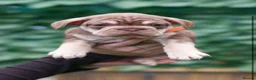 French Bulldog dogs for sale: French bulldog puppy  - Advert 4
