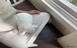 French Lop rabbits for sale: French lop bunny and hutch - Image 3