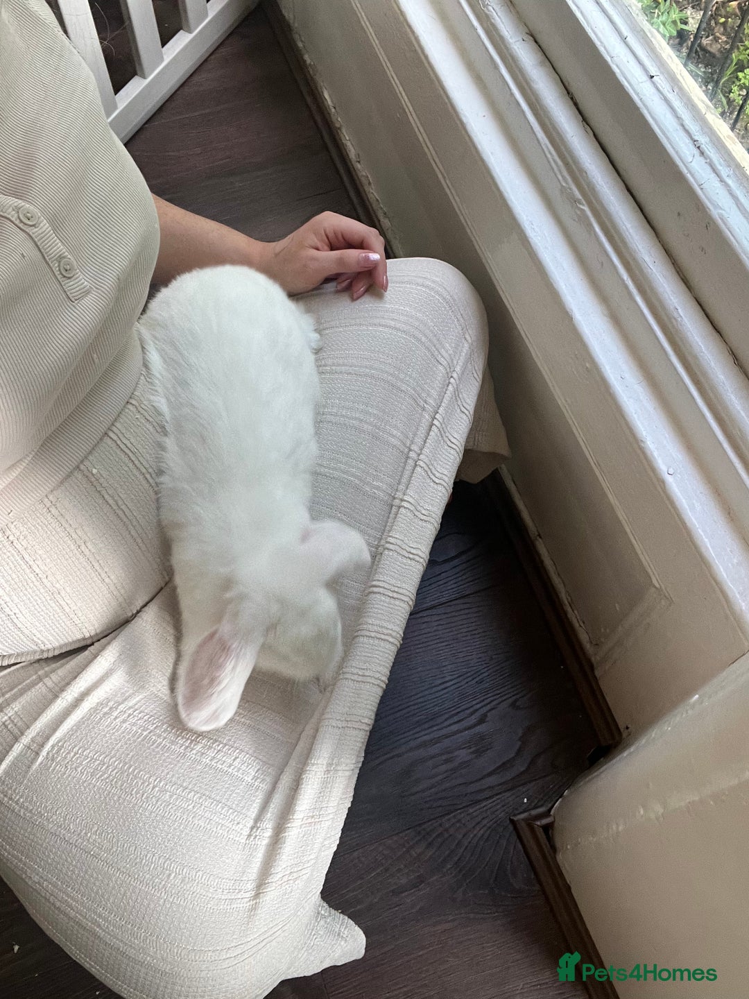 French Lop rabbits for sale: French lop bunny and hutch - Image 3