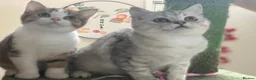 British Shorthair cats for sale: Full Pedigree Kittens available  - Advert 21