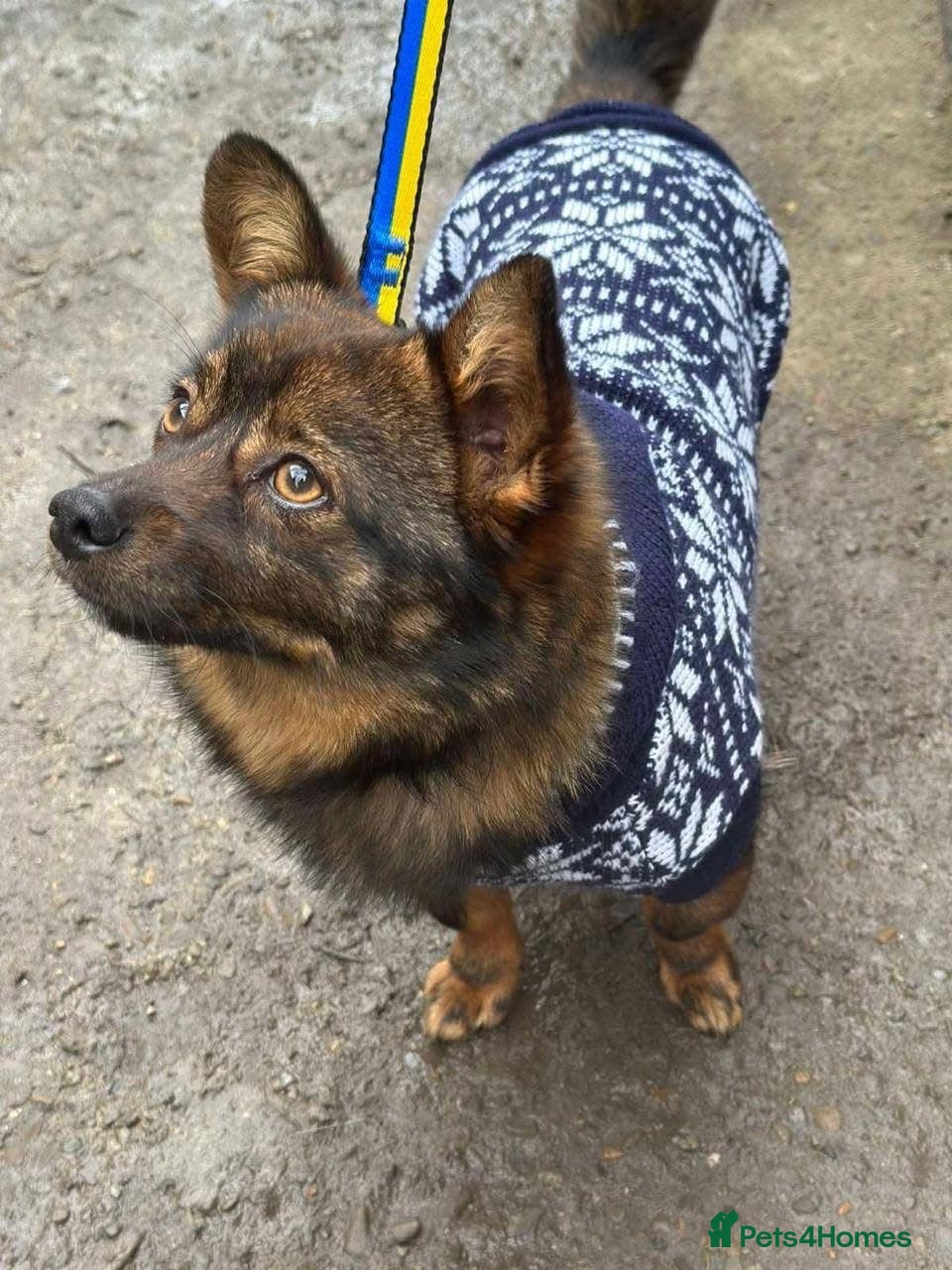 Mixed Breed dogs ❤️🐶 BUCKIE– Tiny Dreamer With A Big Heart 🐶❤️ - Advert 14