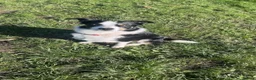 Border Collie dogs for sale: Border collie 1 yr old trained - Advert 7