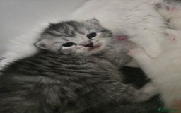 Persian cats for sale: Persian x fluffy kittens  - Image 12