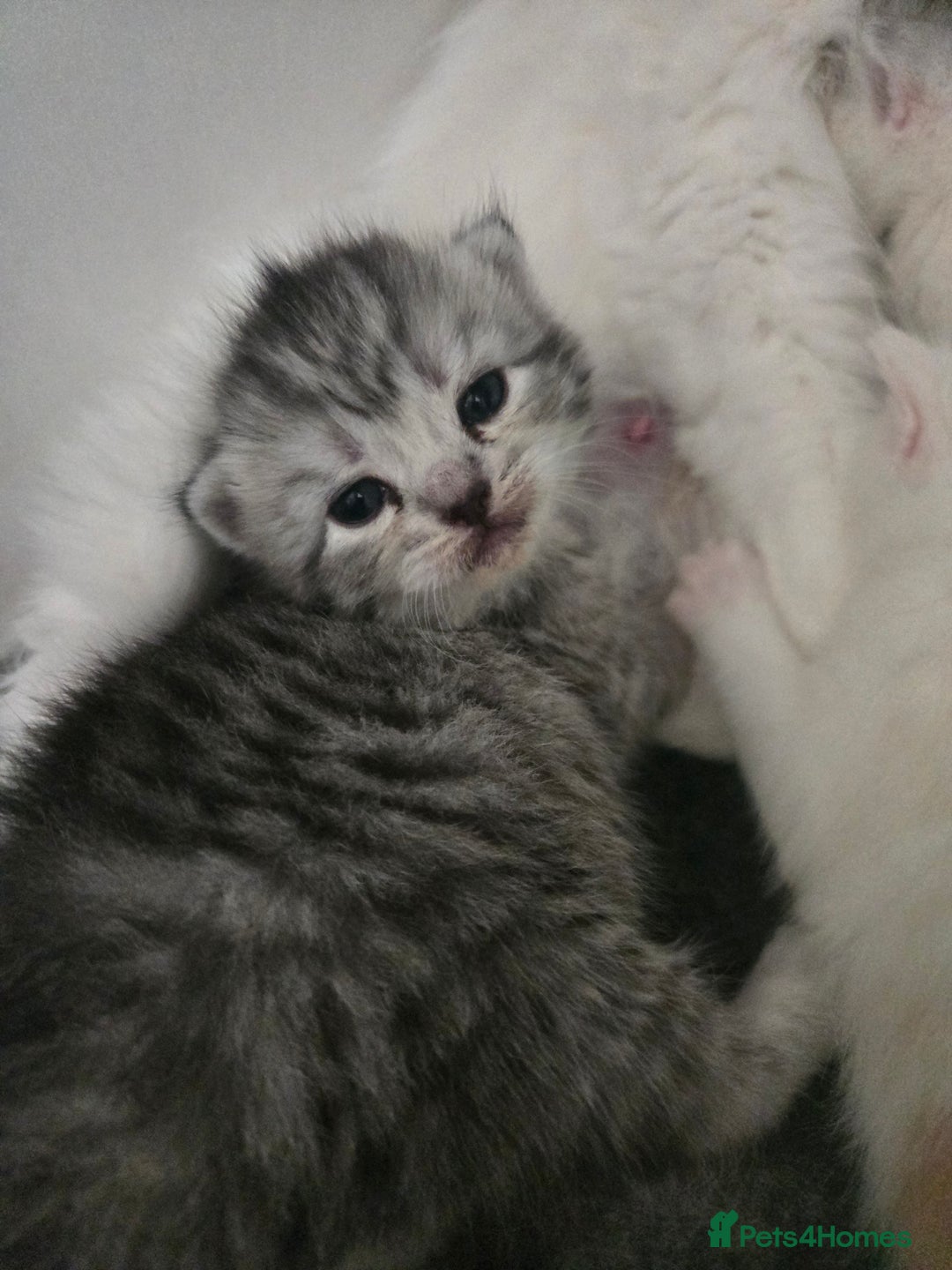 Persian cats for sale: Persian x fluffy kittens  - Image 12