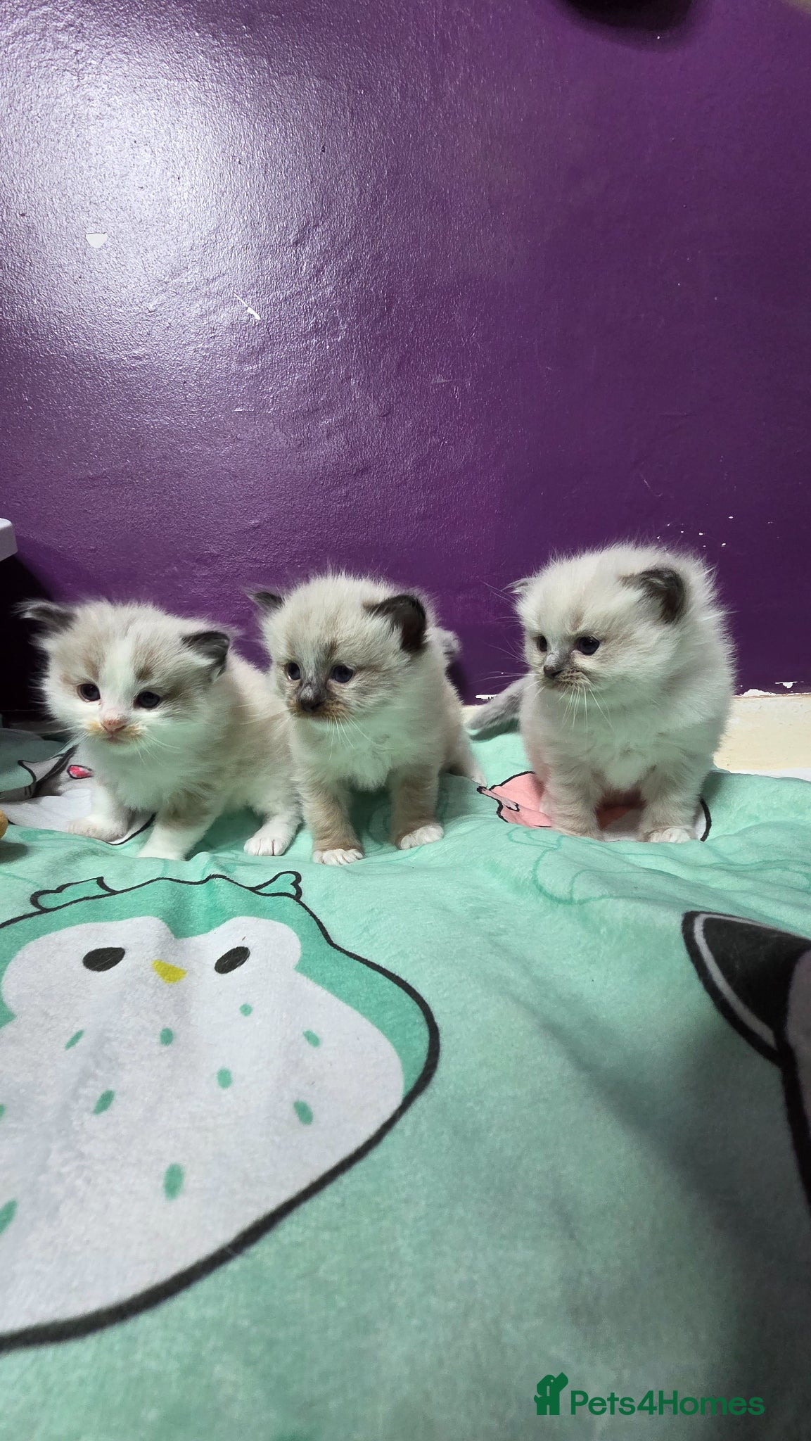 Ragdoll cats for sale: Ragdoll Kittens - Advert 2