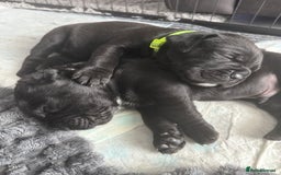 Cane Corso dogs for sale: CANE CORSO PUPS - Image 14