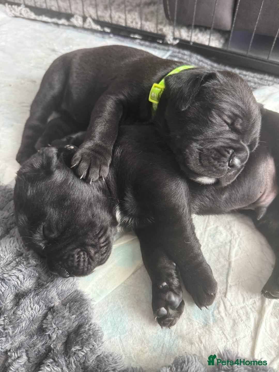 Cane Corso dogs for sale: CANE CORSO PUPS - Image 14