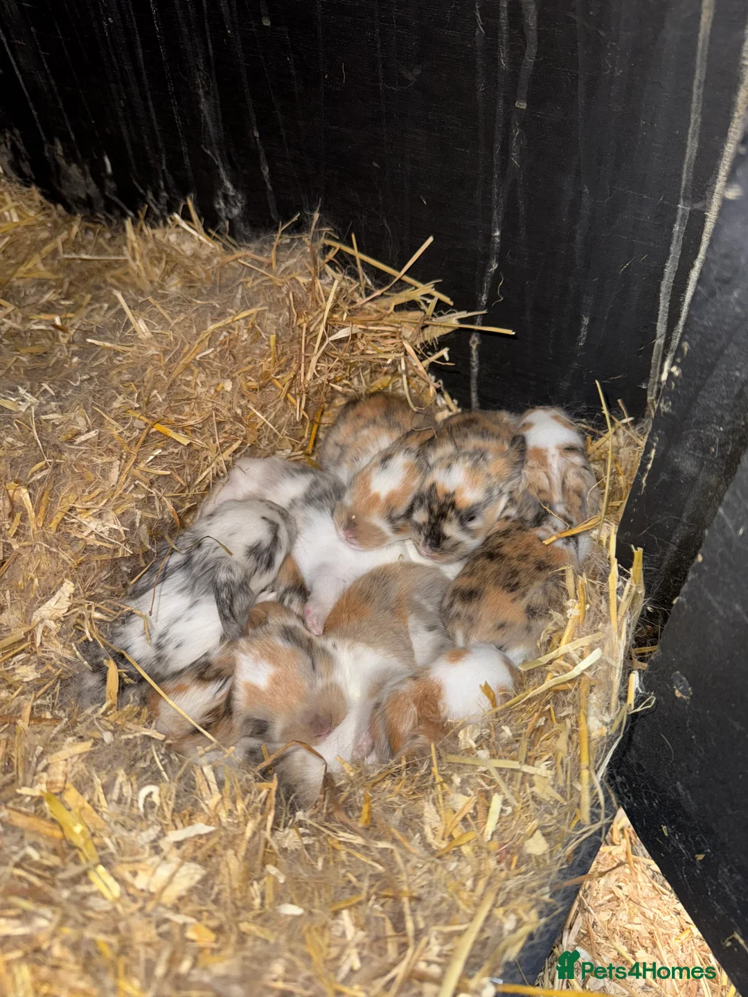 English Lop rabbits for sale: Baby Rabbits - Advert 10
