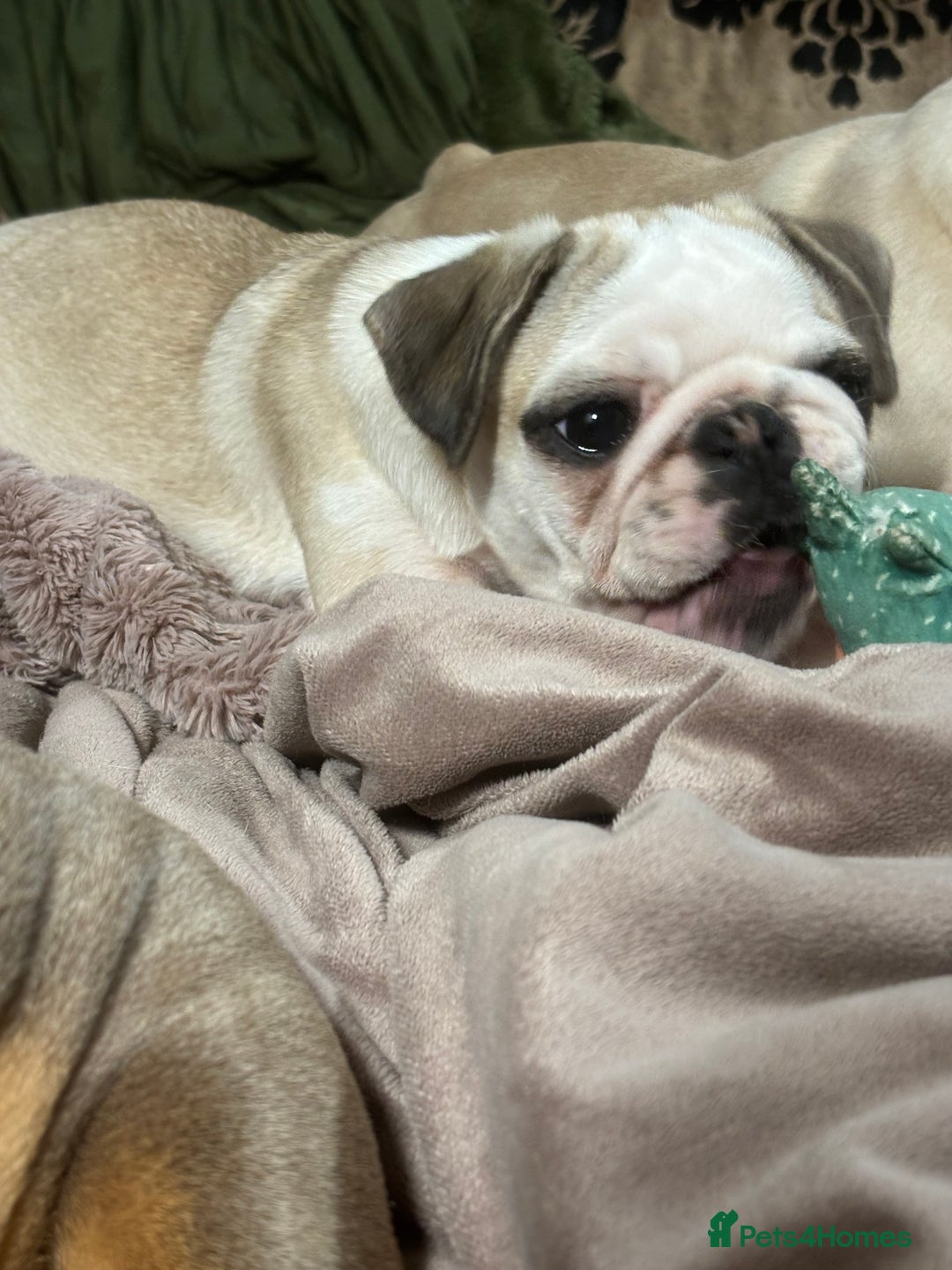 Pug dogs for sale: Rare Panda Pug Puppy - Betsy (5 Months Old) - Image 3