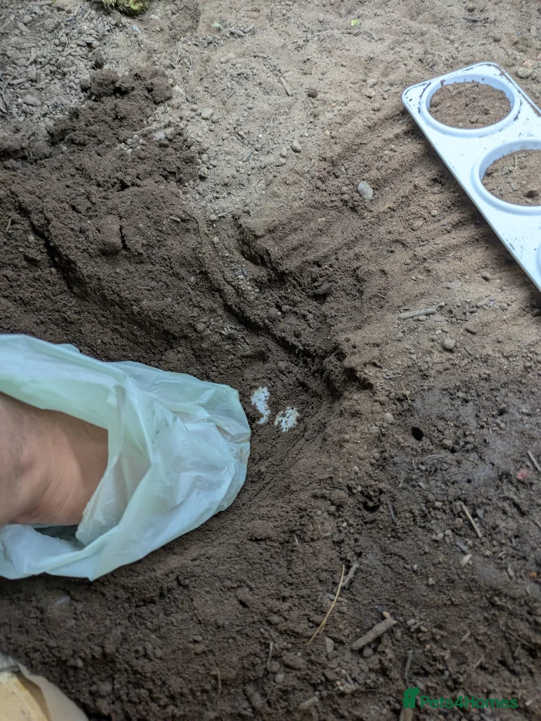 Hermann Tortoise reptiles for sale: Family of Herman Tortoise 4 Female 1 male - Advert 11