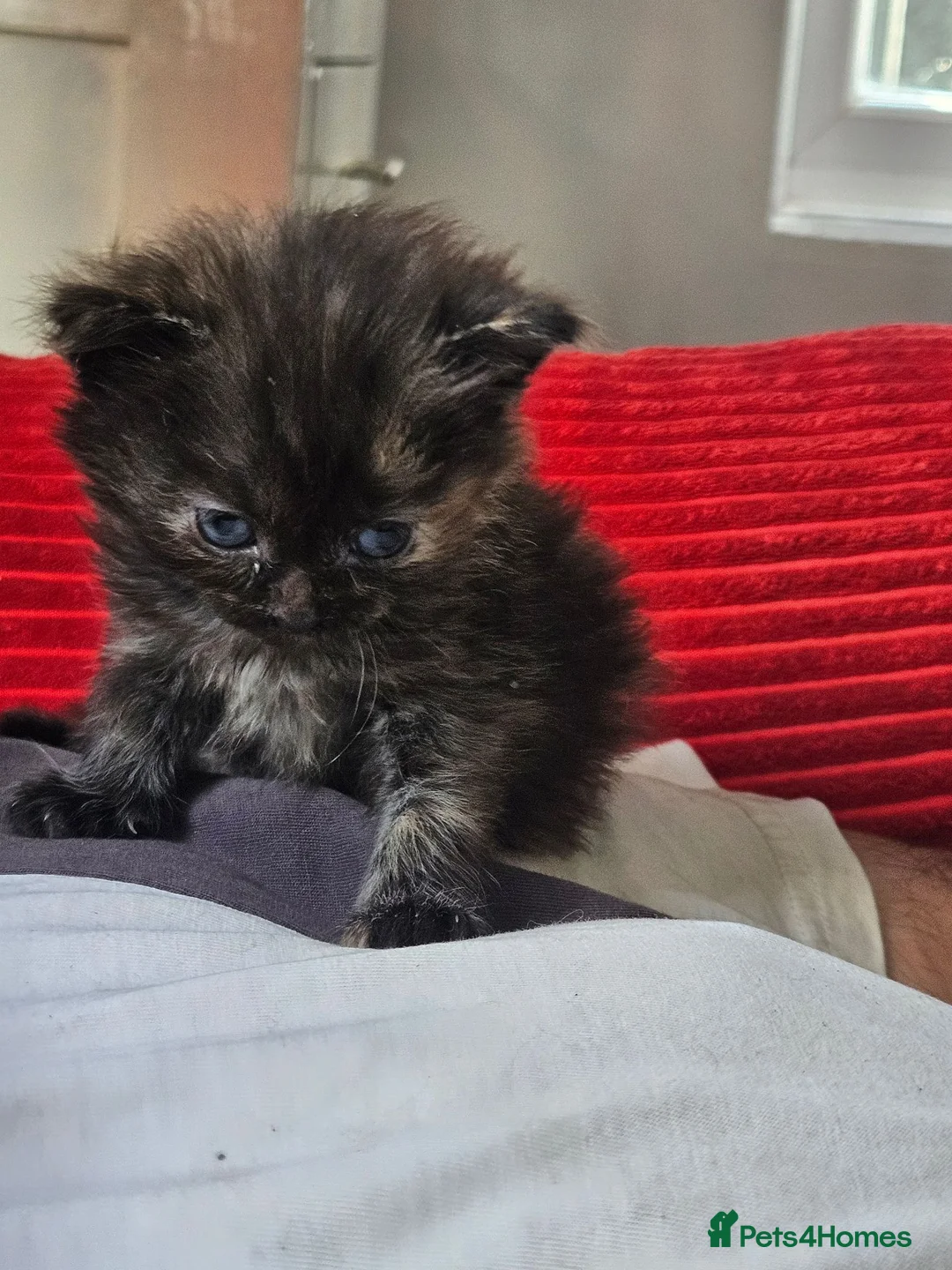 Mixed Breed cats for sale: Female kitten  in South Shields - Advert 3