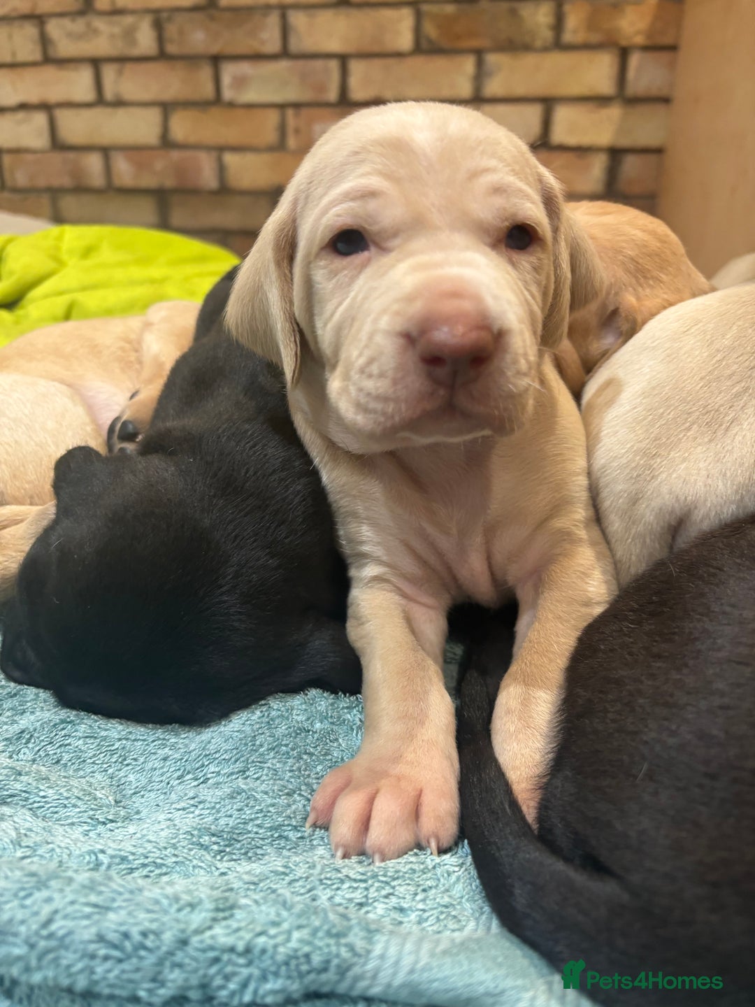 Mixed Breed dogs for sale: Weimaraner x vizsla x GSP only Black left  - Image 20