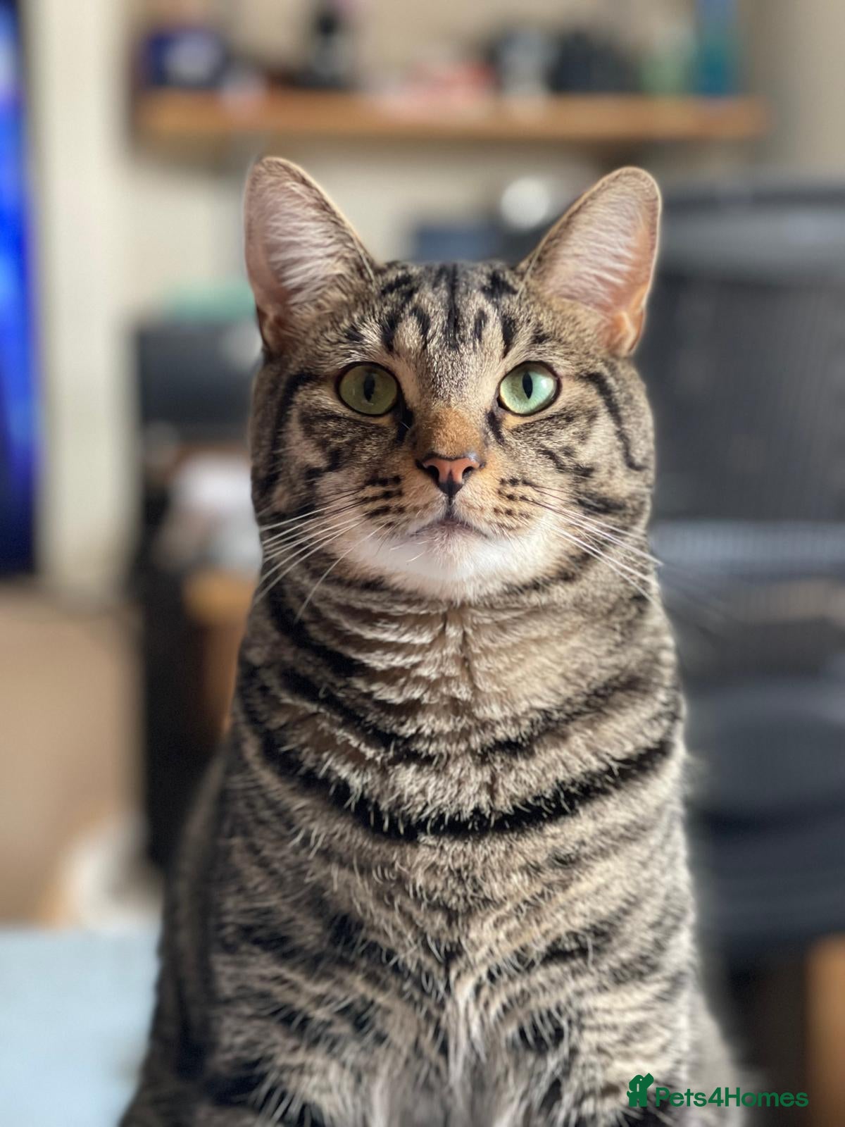 Domestic Shorthair cats Two boys looking for a new home together - Advert 1