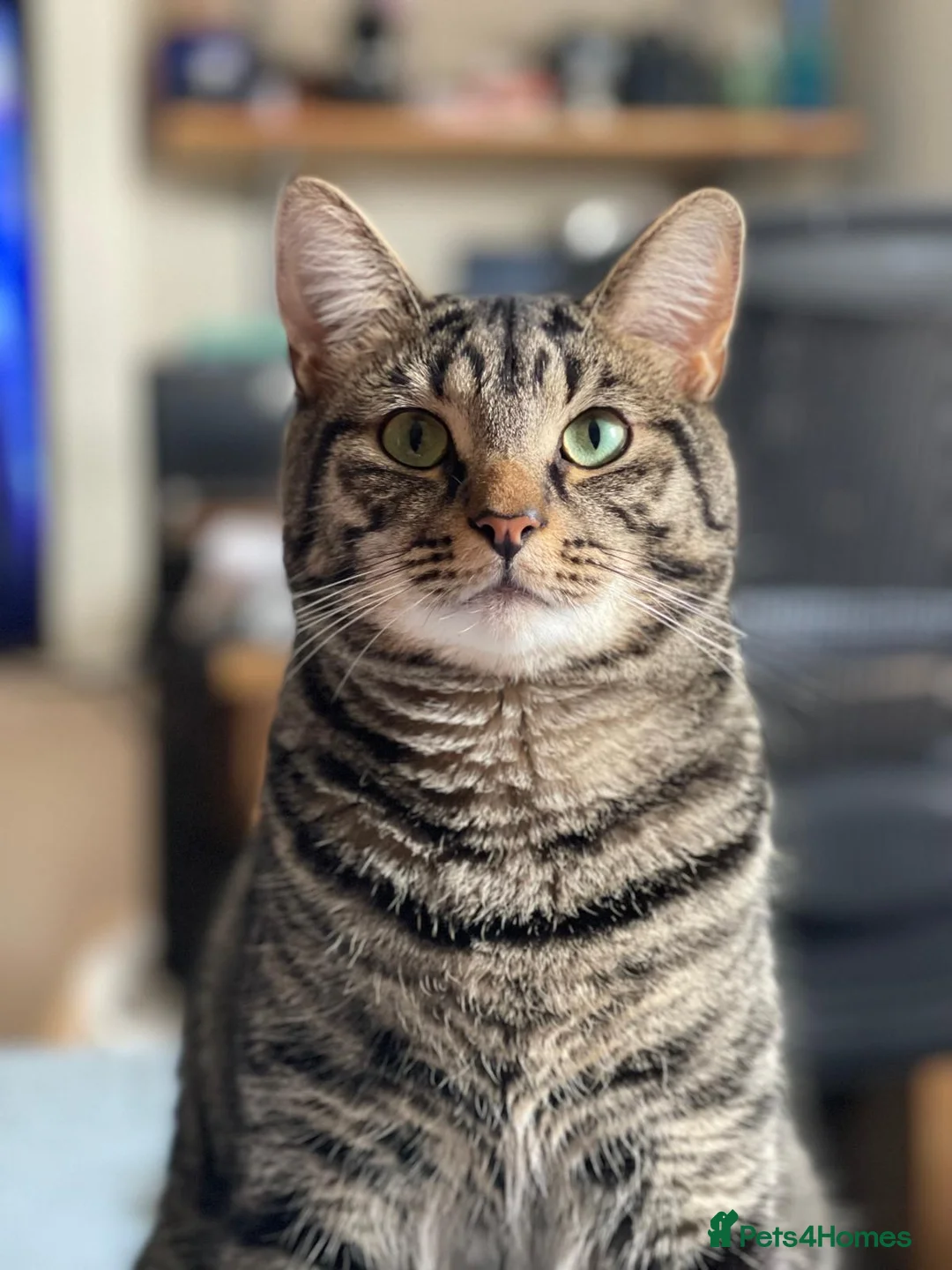 Domestic Shorthair cats for adoption: Two boys looking for a new home together in Oxford - Advert 1