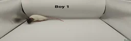Rat rodents for sale: FEB: 20 Rats (13 Rats: 7 Boys & 6 Girls Left) - Advert 2