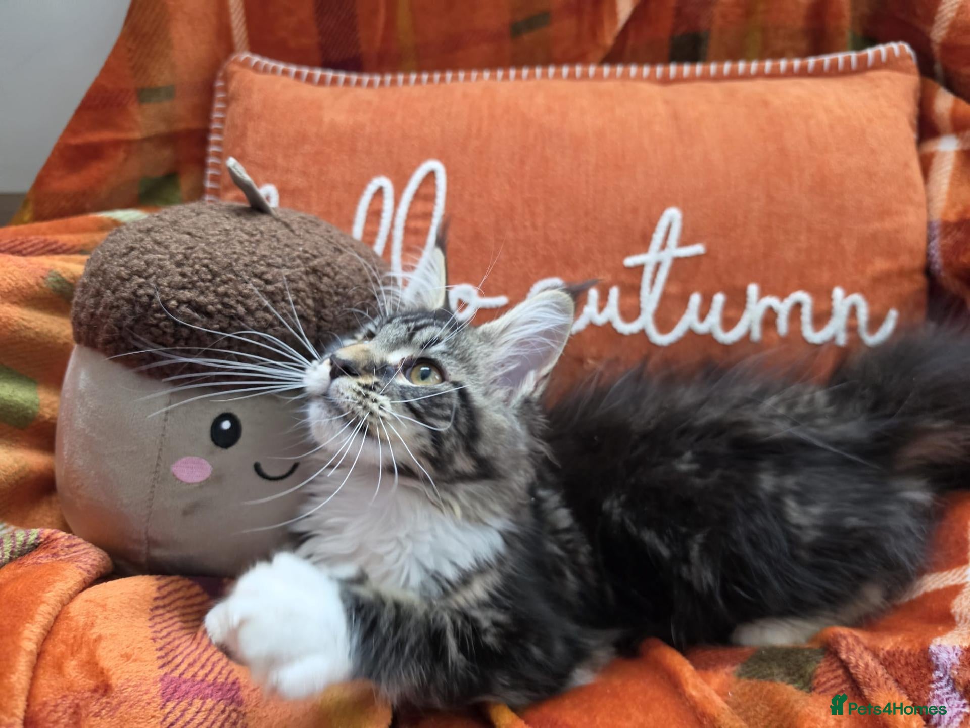 Maine Coon cats BEAUTIFUL MAINE COON KITTENS, POLY AND NON POLY  - Advert 2