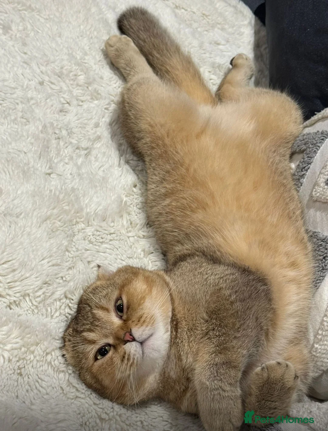 Scottish Fold cats for sale: Scottish fold for sale  - Advert 4