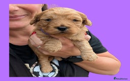 Cockapoo dogs for sale: 3 x Beautiful Red Cockerpoo Pups For Sale - Image 7