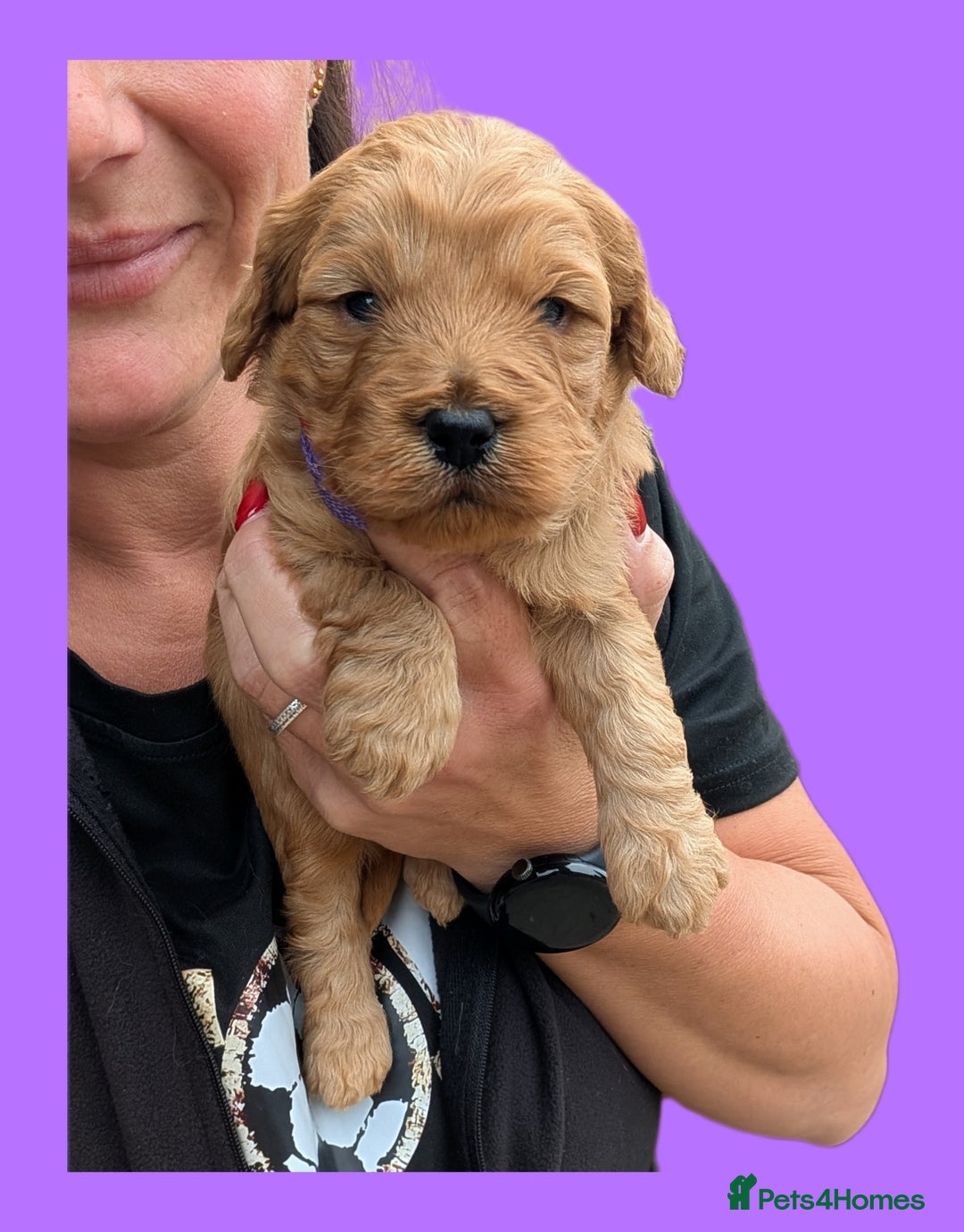 Cockapoo dogs for sale: 3 x Beautiful Red Cockerpoo Pups For Sale - Image 7
