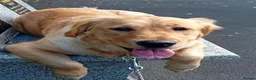 Golden Retriever dogs for sale: Golden Retriever Puppies for Sale. - Advert 1