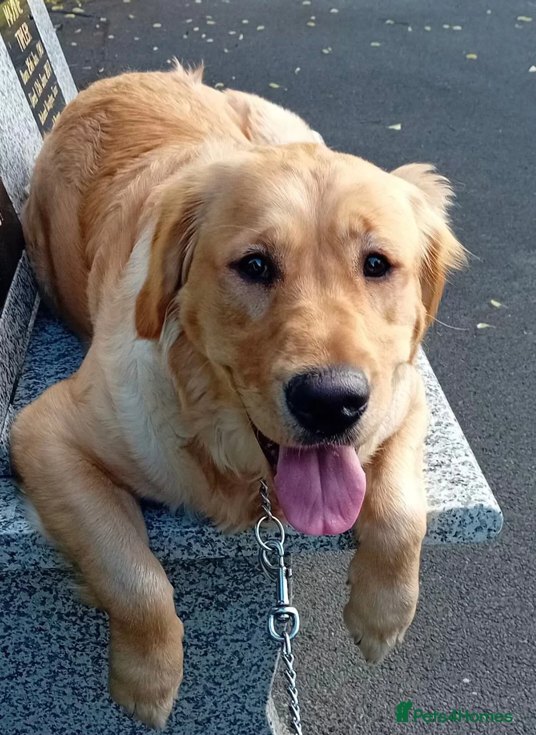 Golden Retriever dogs for sale: Golden Retriever Puppies for Sale. - Advert 1