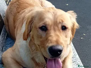 Golden Retriever dogs Golden Retriever Puppies for Sale. - Advert 17