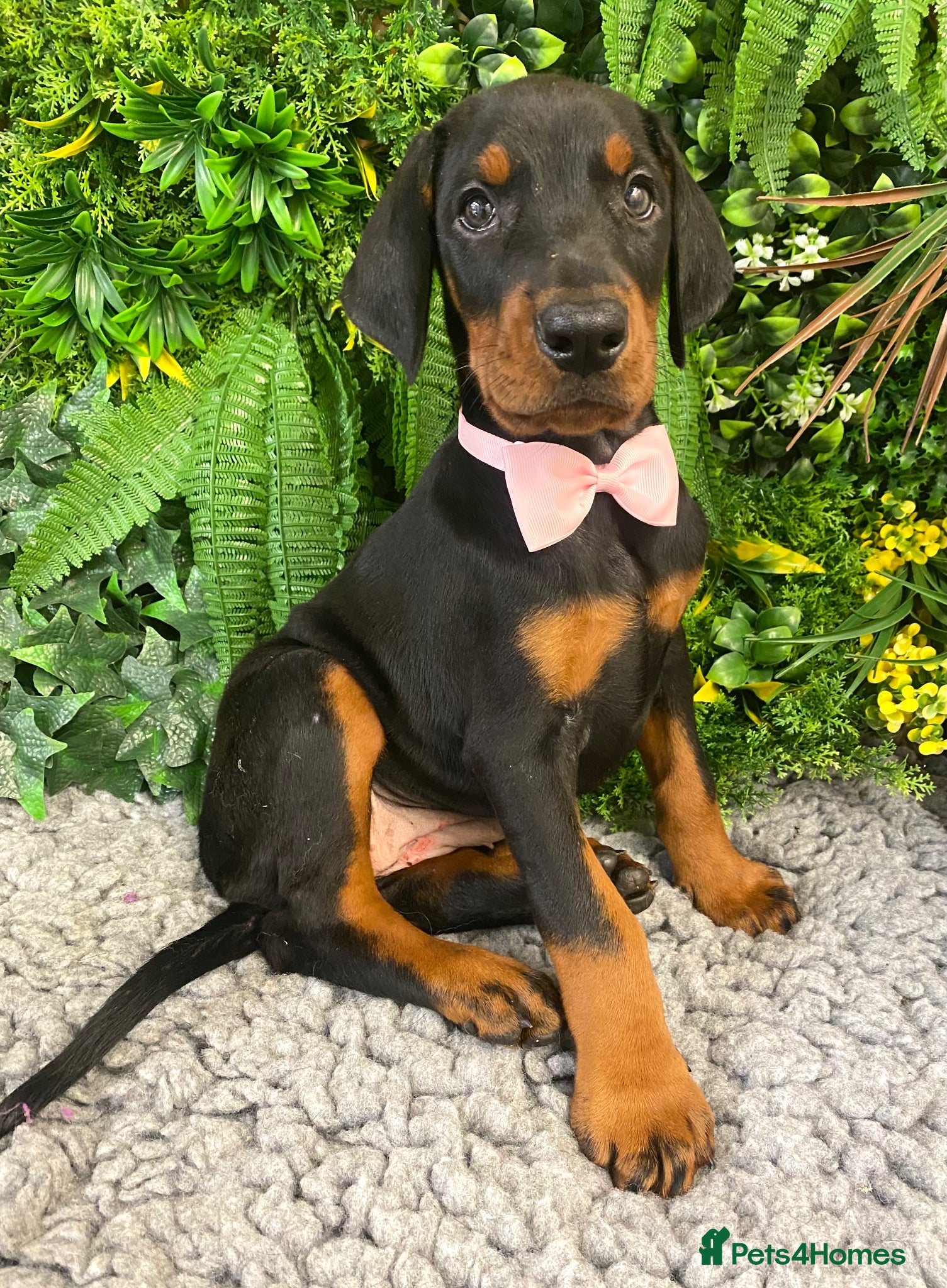 Dobermann dogs KC REG HEALTH TESTED EUROPEAN DOBERMAN PUPPIES - Advert 10