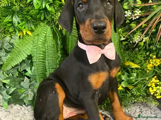 Dobermann dogs KC REG HEALTH TESTED EUROPEAN DOBERMAN PUPPIES - Advert 10