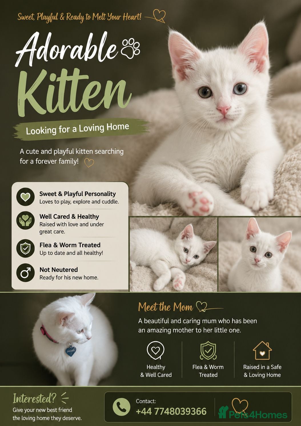 Domestic Shorthair cats Fluffy pure white with 2 different colour eyes - Advert 1