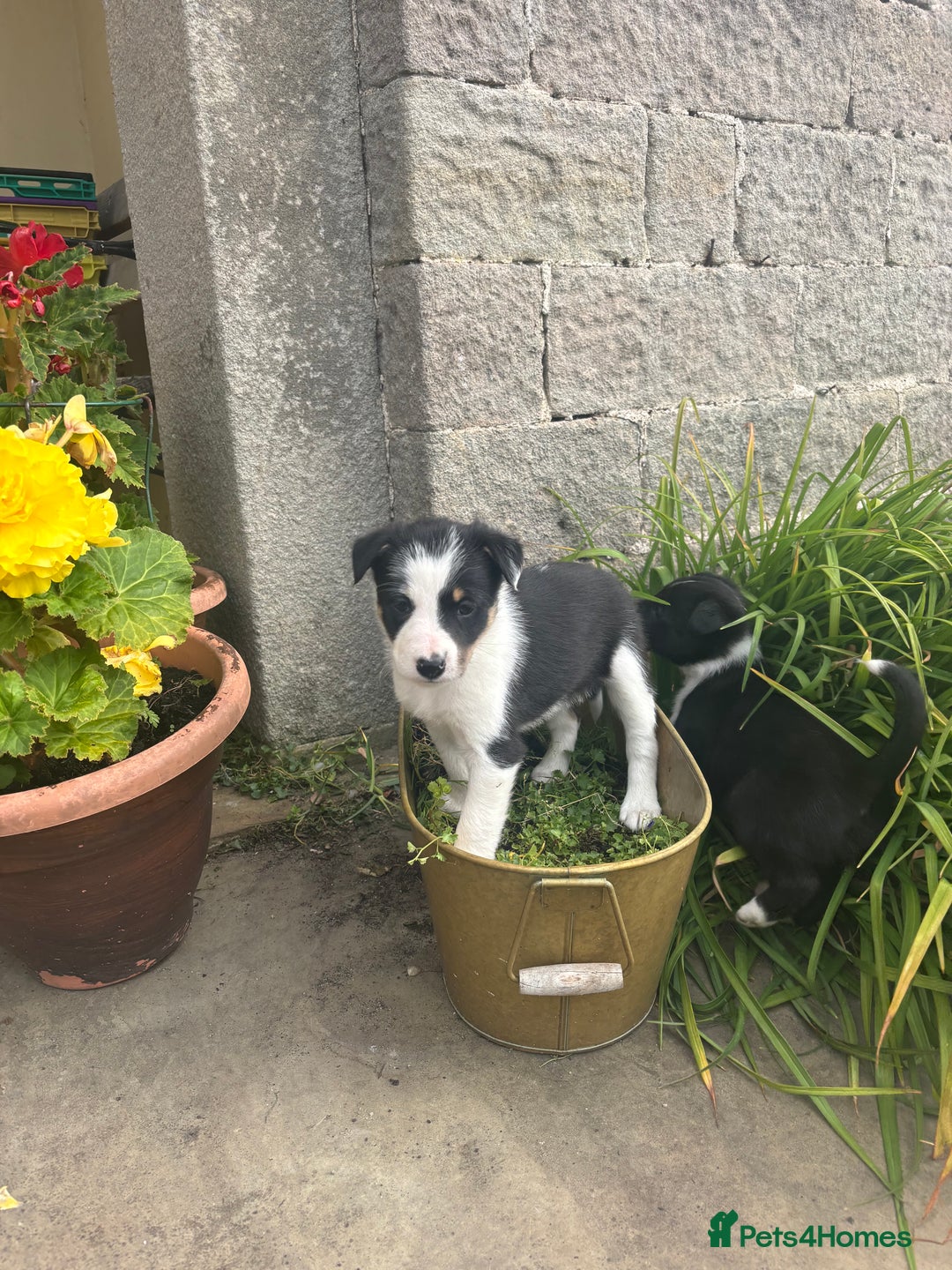Border Collie dogs for sale: 6 border collie puppies  - Image 18