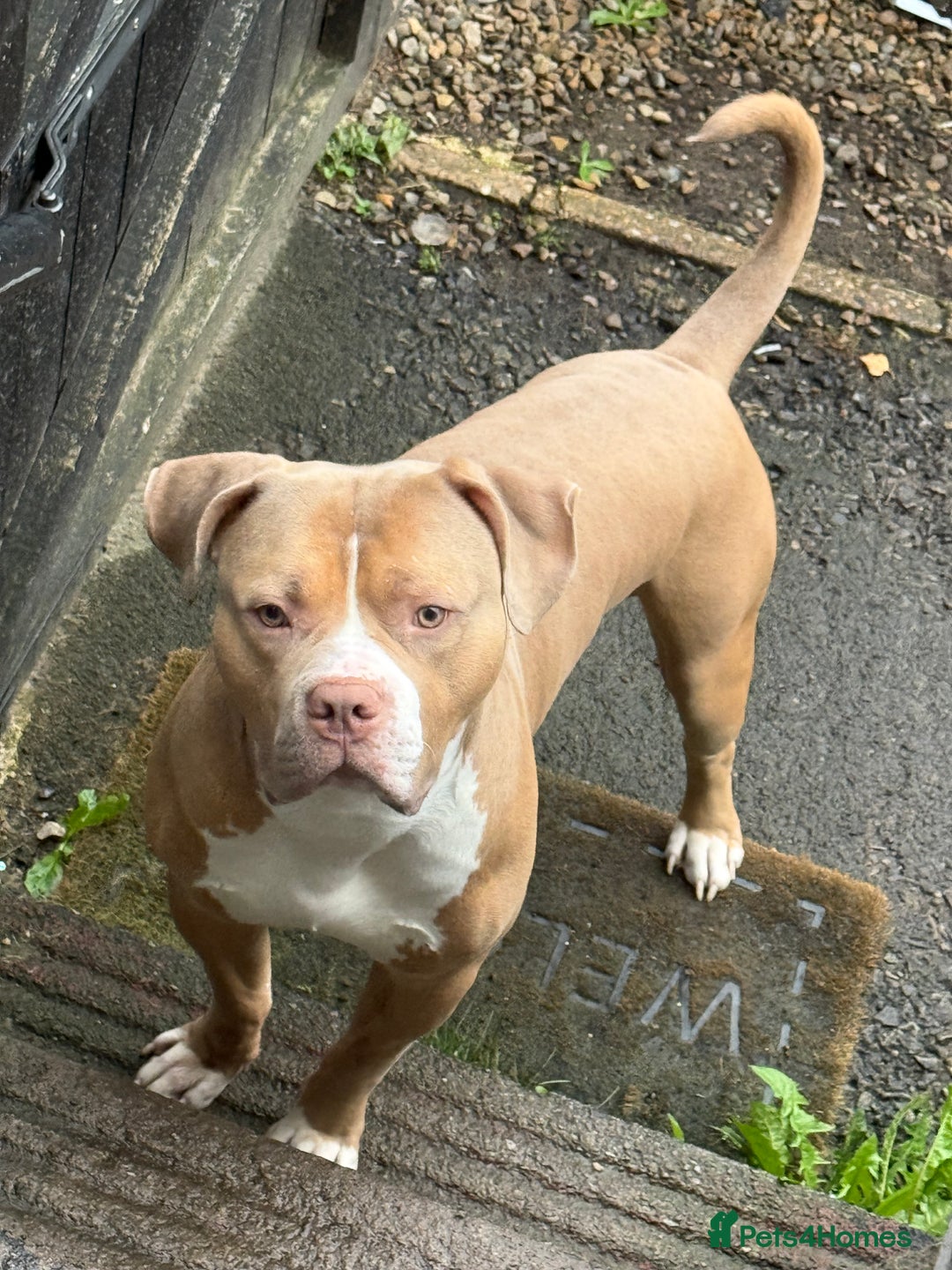 American Bulldog dogs for stud: *ghost* beautiful giant American bulldog  - Image 3