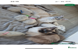 Ragdoll cats for sale: LAST 2 Stunning Ragdoll Girls - Image 3