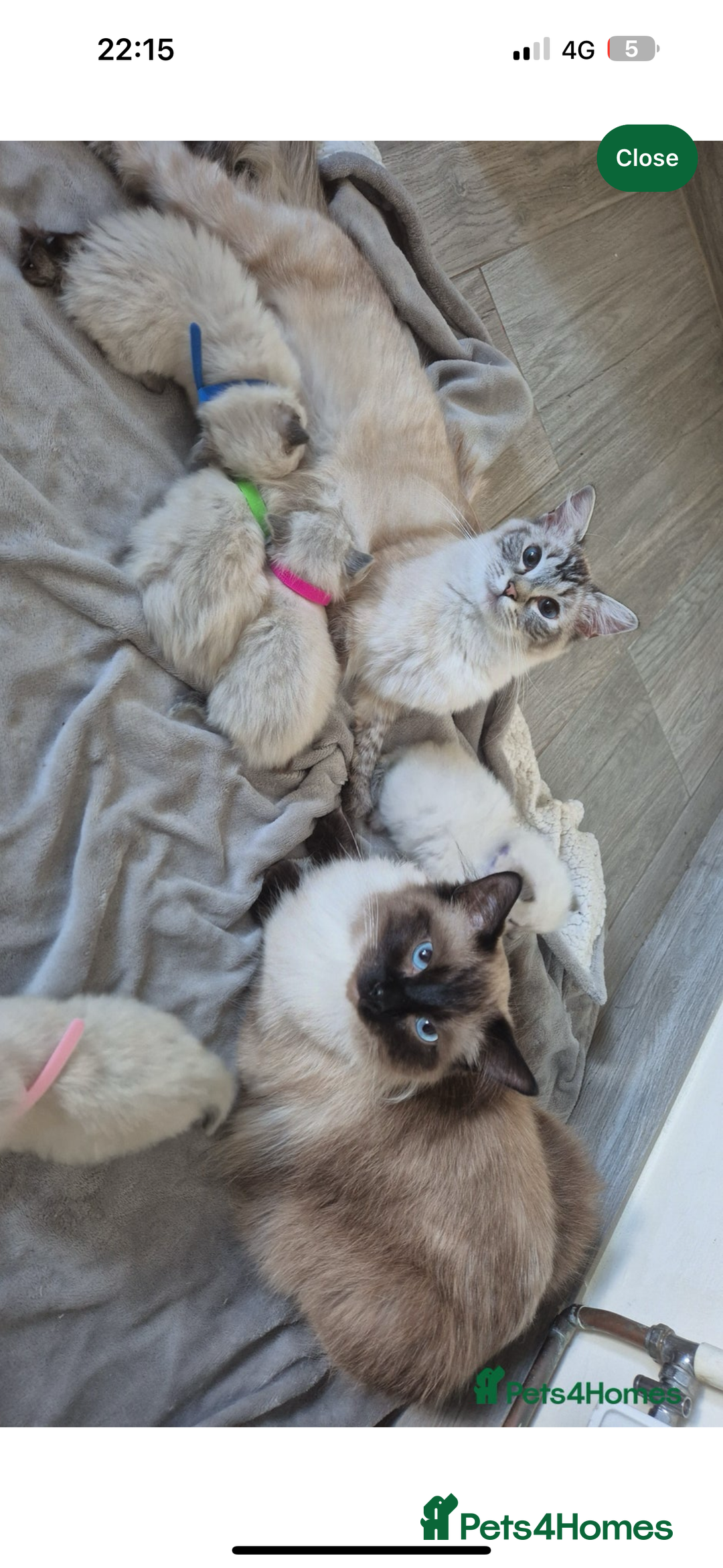 Ragdoll cats for sale: LAST 2 Stunning Ragdoll Girls - Image 3