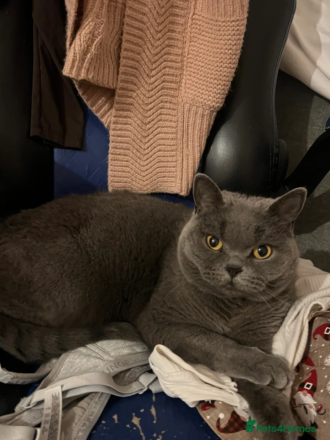 British Shorthair cats for sale: Very affectionate Blue BSH needs loving home - Advert 1