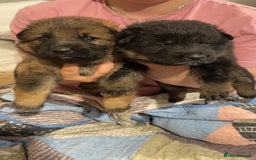 German Shepherd dogs for sale: 2 GORGEOUS MALE PUPPIES  - Image 1