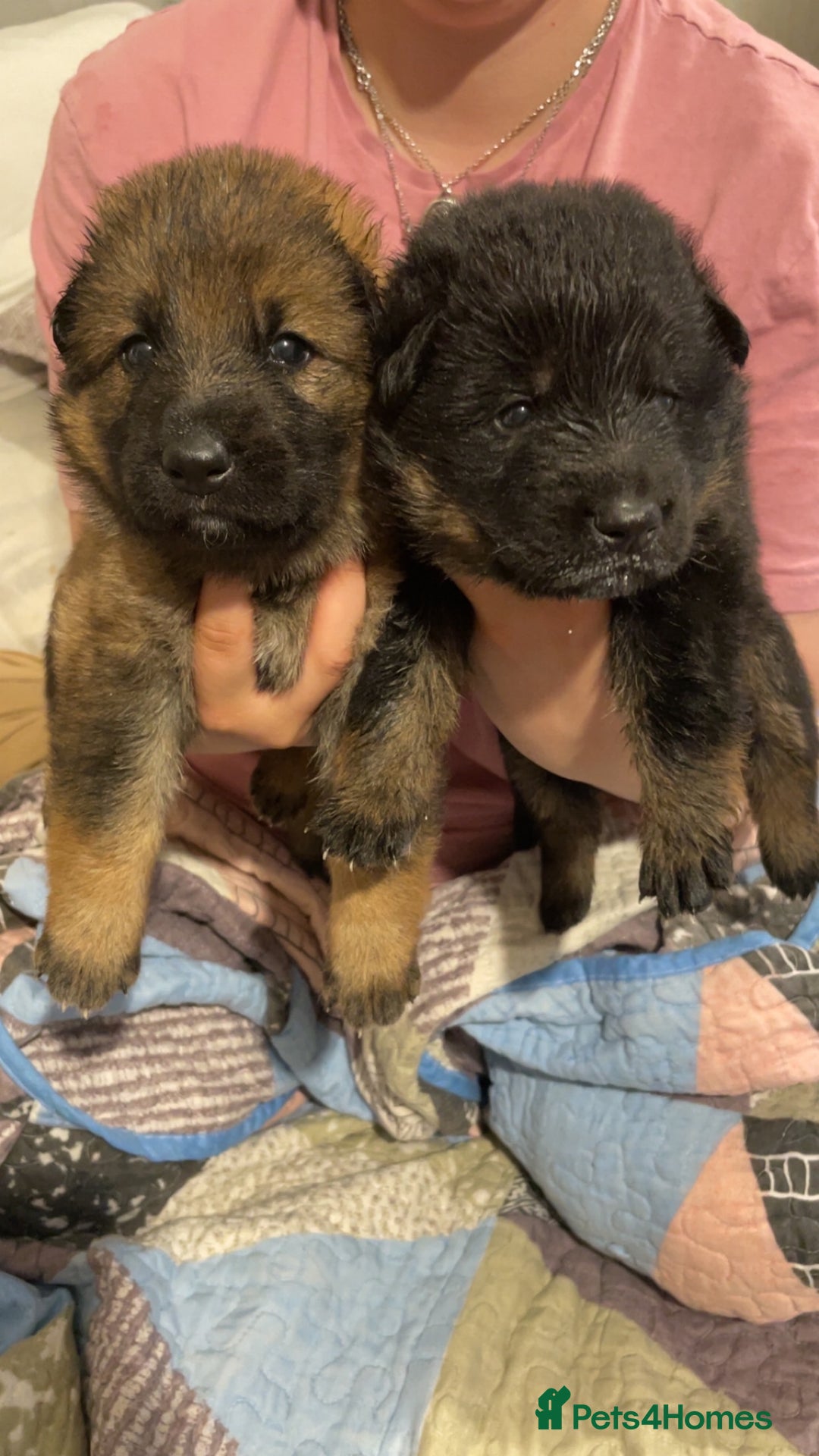 German Shepherd dogs for sale: 2 GORGEOUS MALE PUPPIES  - Image 1