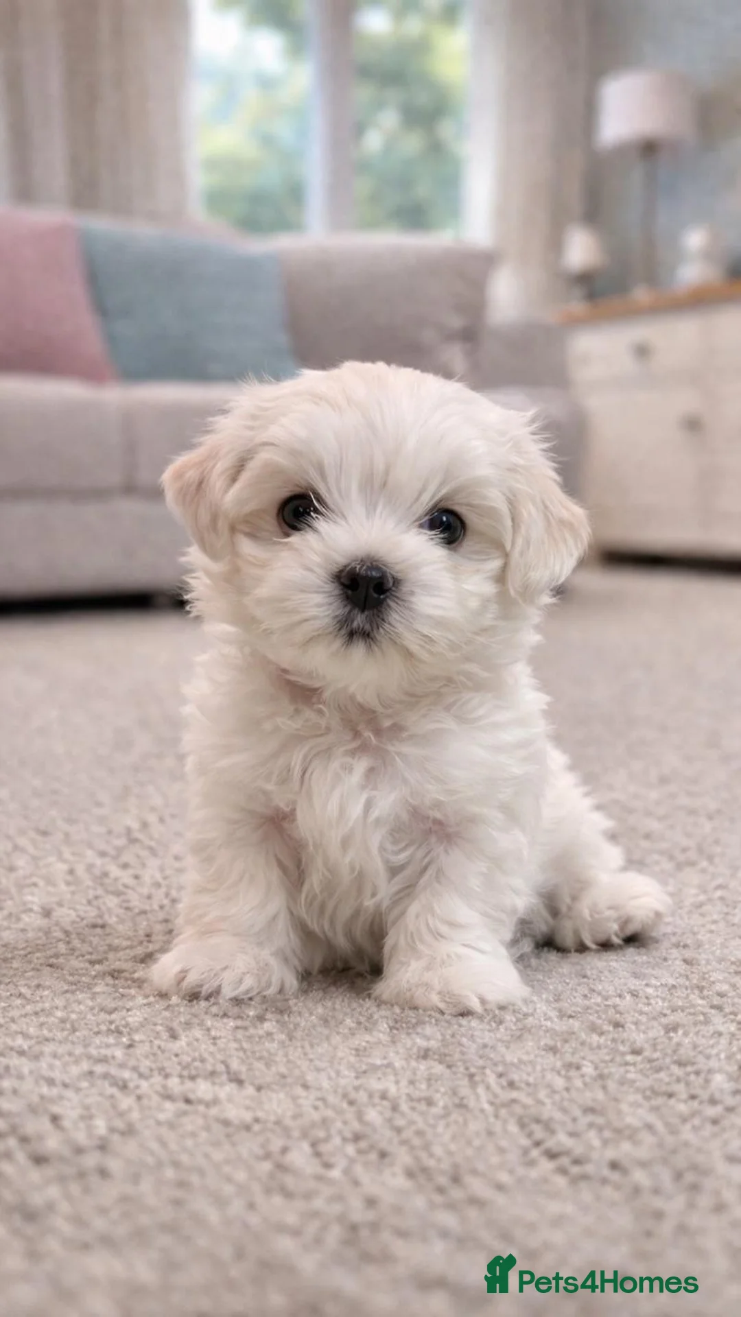 Maltese dogs for sale: Beautiful Maltese Puppies — 1 Boy, 2 Girls. in Hereford - Advert 2