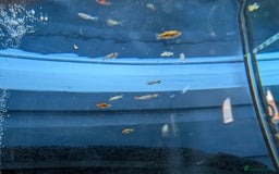 Live Bearers fish for sale: Baby guppy's and plattys about a month out old  - Image 5