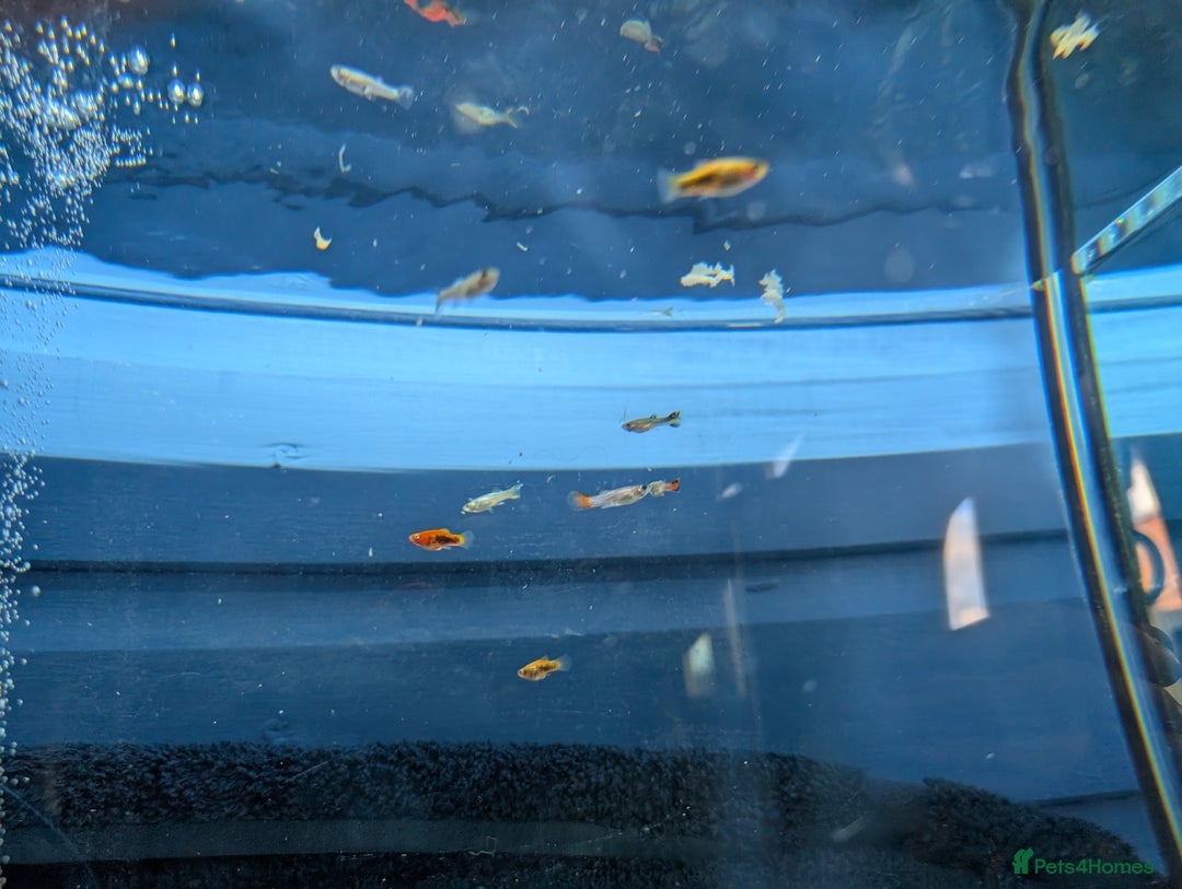Live Bearers fish for sale: Baby guppy's and plattys about a month out old  - Image 5