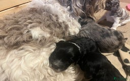 Mixed Breed dogs for sale: Seriously cute Cavapoo puppies - Image 5