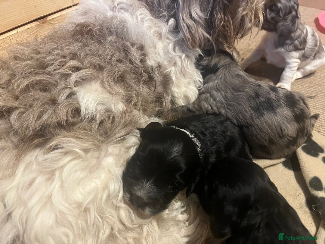 Mixed Breed dogs for sale: Seriously cute Cavapoo puppies - Image 5