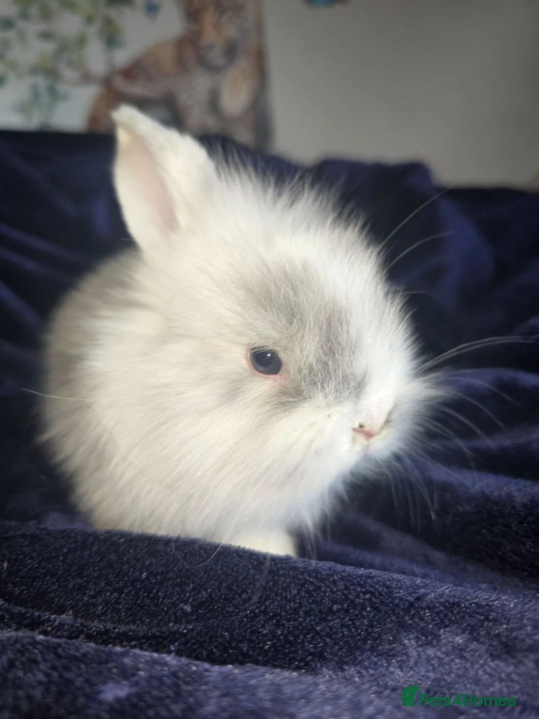 Mixed Breed rabbits for sale: Beautiful bunnies 🐰 for sale  in Coventry - Advert 19
